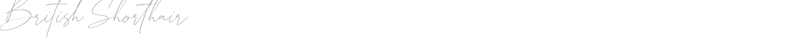 British Shorthair font preview
